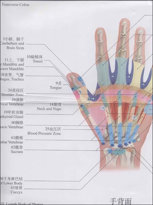 手部反射区挂图.中英对照版