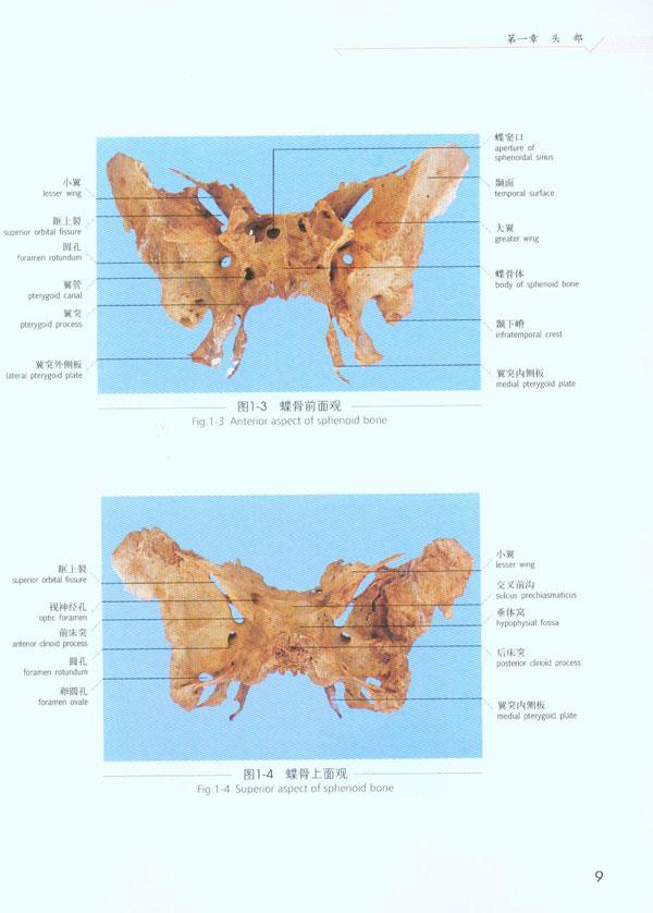 头颈部应用解剖学实物图谱