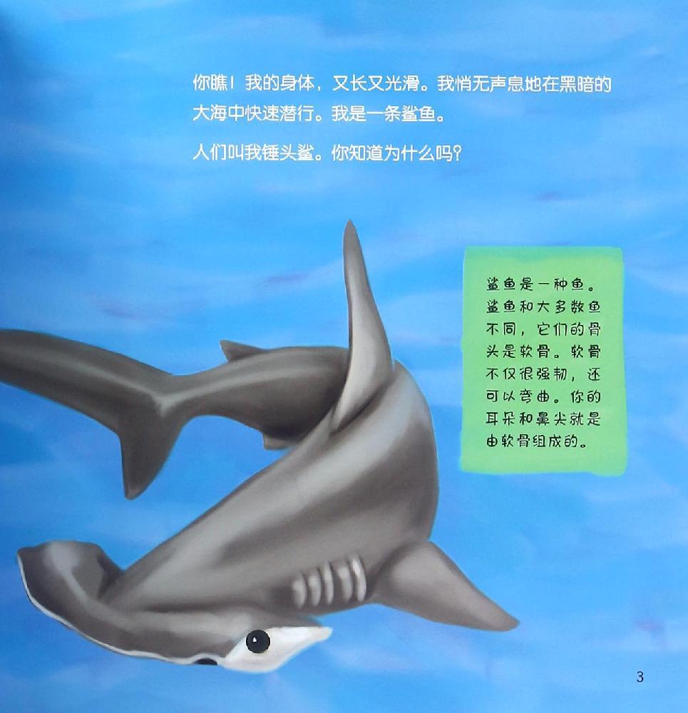 我是一只锤头鲨