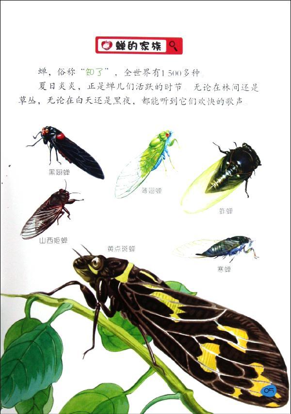 大自然的音乐家.蝉
