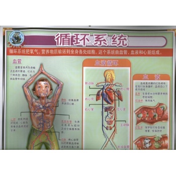 科普教育立体挂图.循环系统 