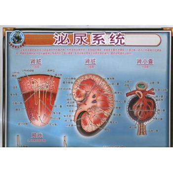 科普教育立体挂图.泌尿系统 