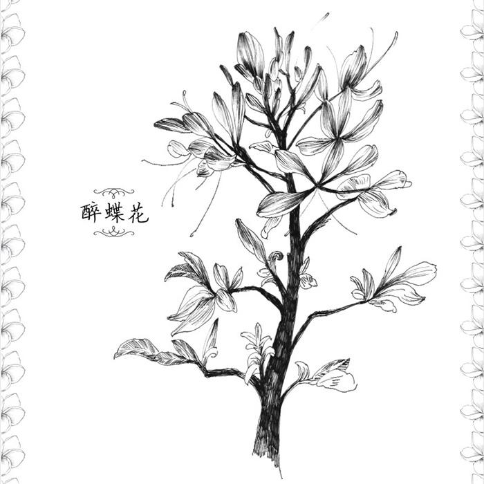 铅笔素描经典花卉教程