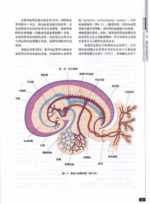 腹腔动脉干的解剖,腹腔血管解剖,腹腔解剖,解剖腹腔 ...
