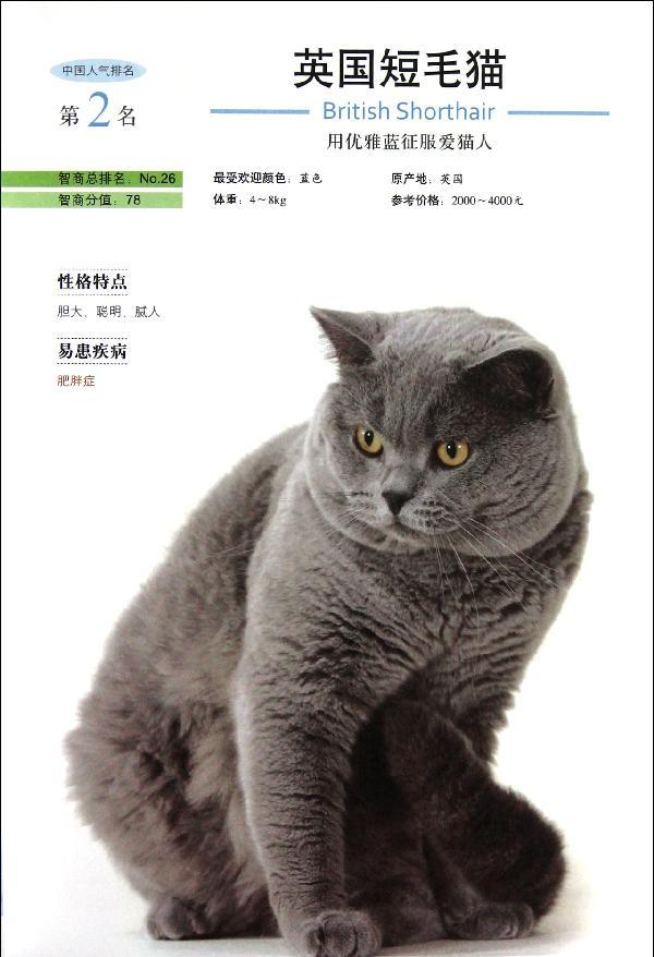 中国超人气猫大排名(文轩)