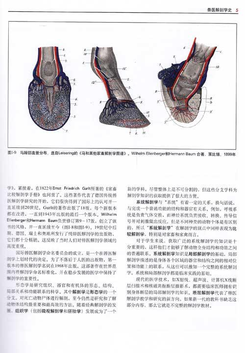 动物解剖方位术语图解图片